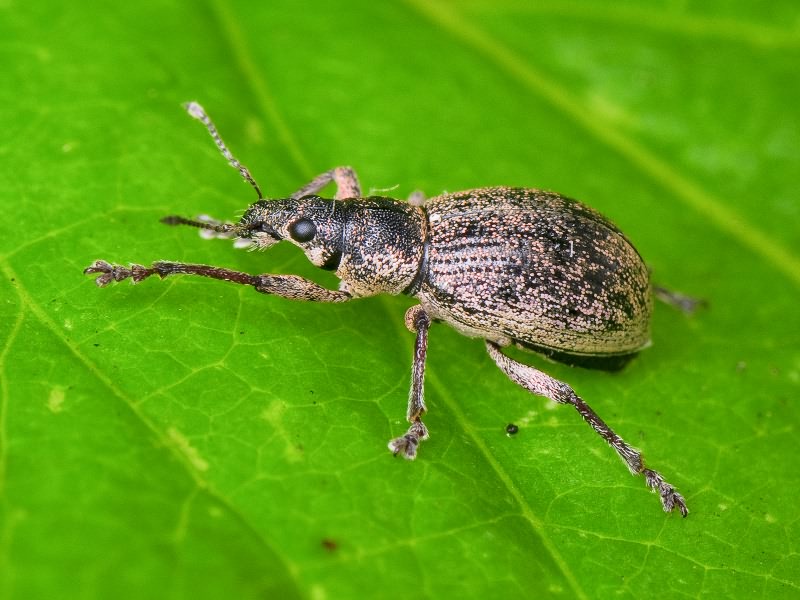 Sciaphobus squalidus (Gyllenhal, 1834)